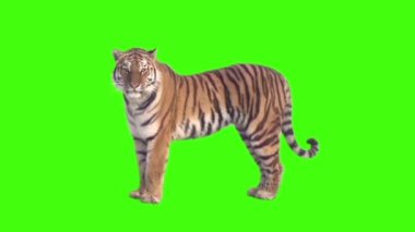 Kaplan Duran Yeşil Ekran Arkaplanı