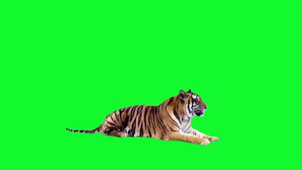 Tygrys Siedzi Zielony Ekran Tle — Wideo stockowe