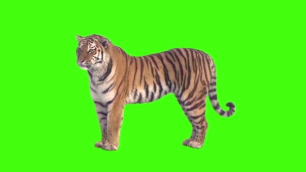 Tygrys Stojący Zielony Ekran Tle — Wideo stockowe
