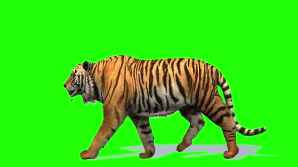 Tiger Walking Green Screen — стоковое видео