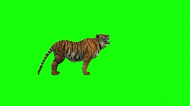 Yeşil Ekranda Kaplan Saldırısı