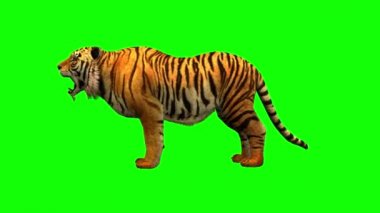 Yeşil Ekranda Çalışan Kaplan