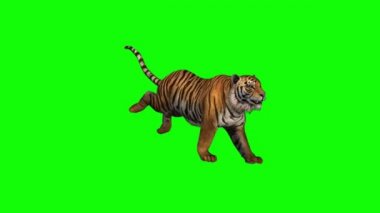 Yeşil Ekranda Çalışan Kaplan