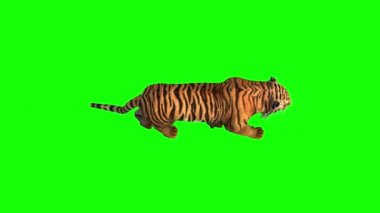 Yeşil Ekranda Yürüyen Kaplan