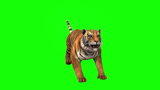 Tigre Atacando Pantalla Verde — Vídeos de Stock