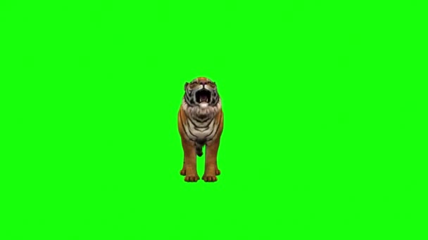 Tigre Atacando Pantalla Verde — Vídeos de Stock