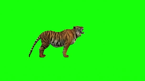 Tiger Attacking Green Screen — Stock Video