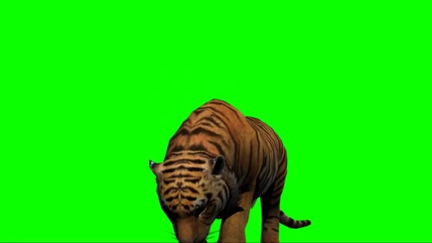 Tiger Τρώγοντας Στην Πράσινη Οθόνη — Αρχείο Βίντεο