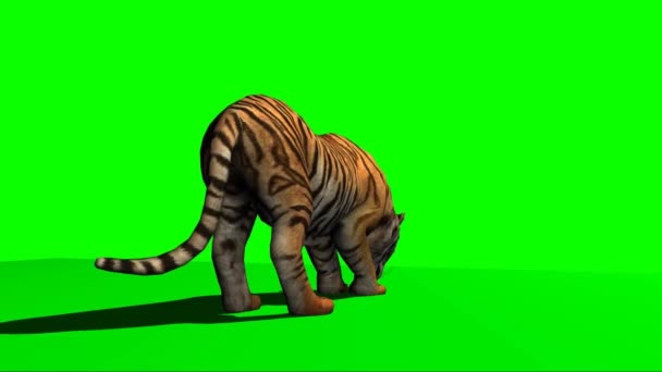 Tigre Comiendo Pantalla Verde — Vídeo de stock