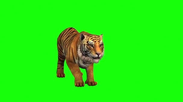 158 Tiger green screen Videos, Royalty-free Stock Tiger green screen  Footage | Depositphotos