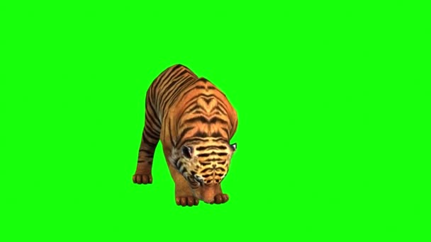 Tiger Τρώγοντας Στην Πράσινη Οθόνη — Αρχείο Βίντεο