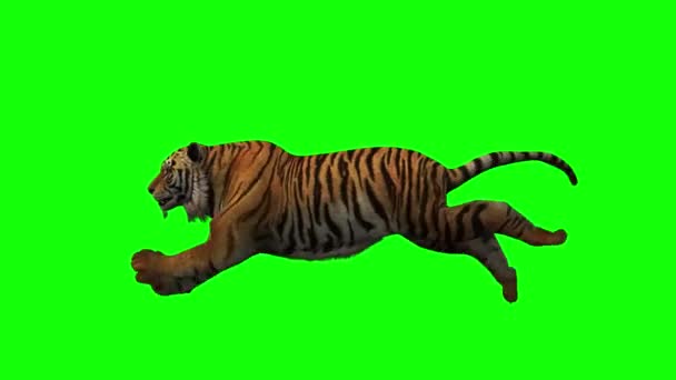 Тигр Бежит Зеленому Экрану — стоковое видео