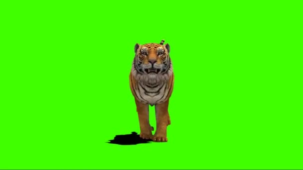 Tiger Running Green Screen — Stock Video