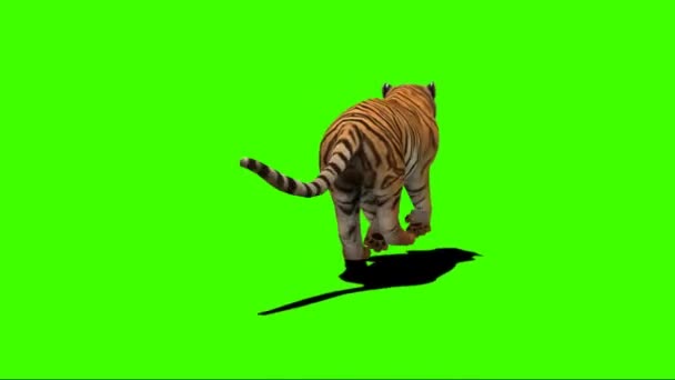 Тигр Бежит Зеленому Экрану — стоковое видео