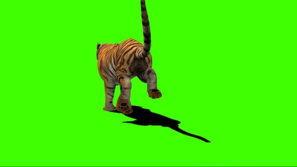 Тигр Працює Зеленому Екрані — стокове відео