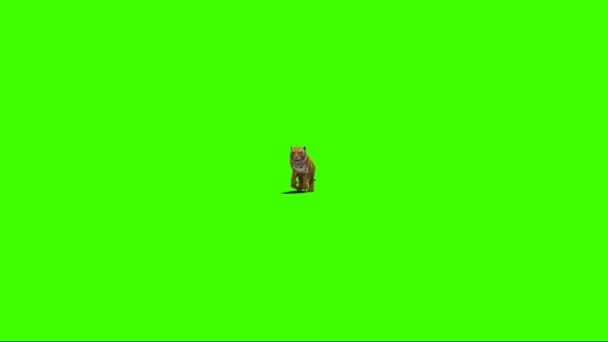 緑の画面で実行されるタイガー — ストック動画