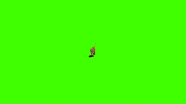 Tiger Running Green Screen — Stock Video