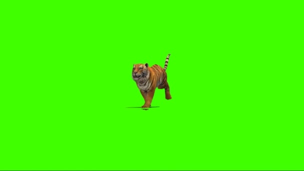 Tiger Running Green Screen — Stock Video