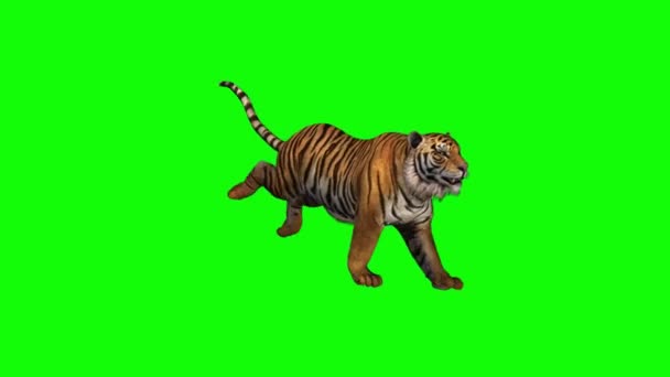 Tiger Running Green Screen — Stock Video
