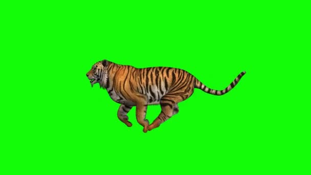 Tiger Running Green Screen — Stock Video