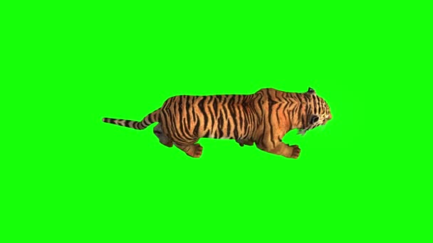 Tiger Walking Green Screen — Stock Video