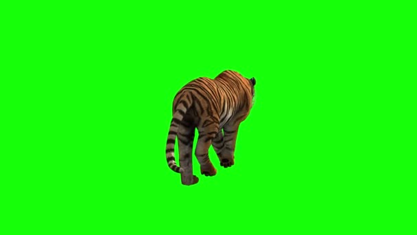 Tigre Che Cammina Sullo Schermo Verde — Video Stock