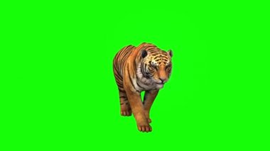 Yeşil Ekranda Yürüyen Kaplan
