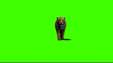 Yeşil Ekranda Yürüyen Kaplan