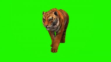 Yeşil Ekranda Yürüyen Kaplan