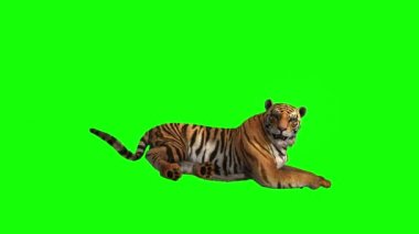 Kaplan Yeşil Ekranda Oturuyor