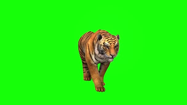 Tygr kráčí po zelené obrazovce