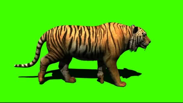 老虎在绿色屏幕上行走 — 图库视频影像