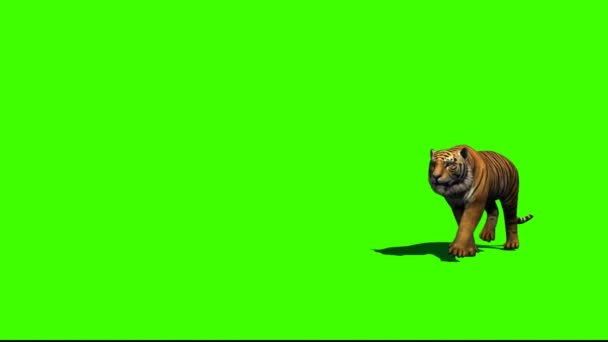 Тигр Шагает Зеленому Экрану — стоковое видео