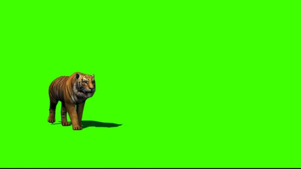 Tiger Walking Green Screen — Stock Video