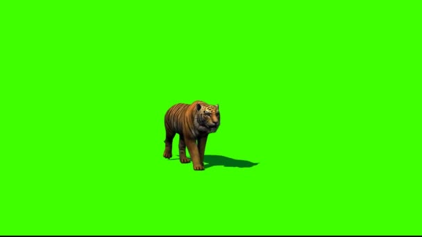 緑の画面でタイガーウォーキング — ストック動画