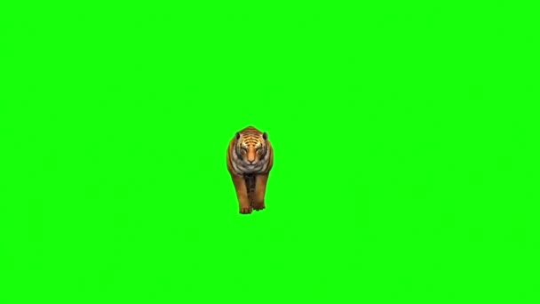 Tiger Promenader Grön Skärm — Stockvideo