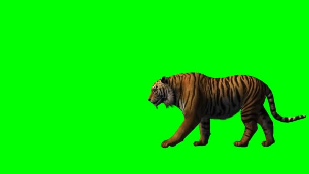 Tigre Caminando Pantalla Verde — Vídeo de stock