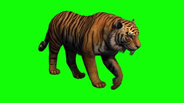 Tiger Walking Green Screen — Stock Video