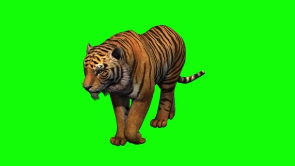 Tiger Walking Green Screen — Stock Video