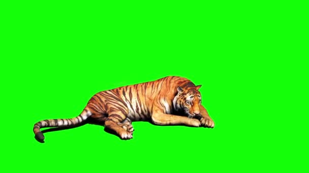 Tiger Sitting on Green Screen