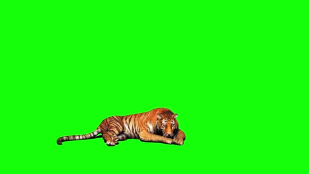 Tiger Sitter Grön Skärm — Stockvideo