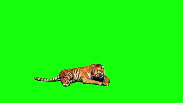 Tigris Zöld Képernyőn — Stock videók