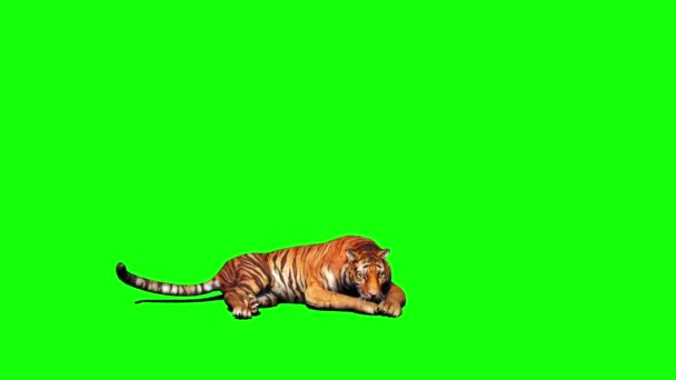 Tiger Sitter Grön Skärm — Stockvideo