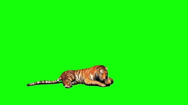 Tigre Sentado Pantalla Verde — Vídeos de Stock