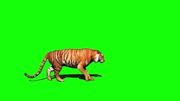 Tiger Sitting Green Screen — Stock Video