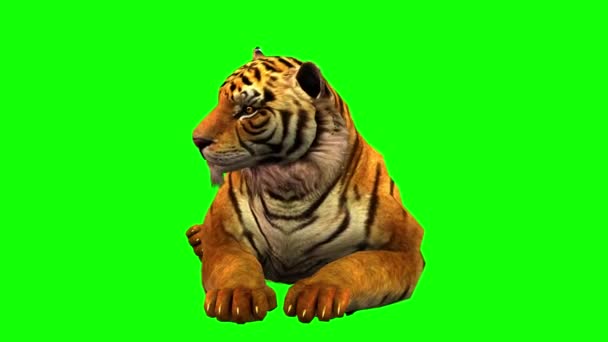 Tiger Sitting Green Screen — Stock Video
