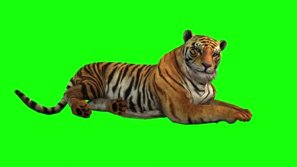 Tiger Sitting Green Screen — Stock Video