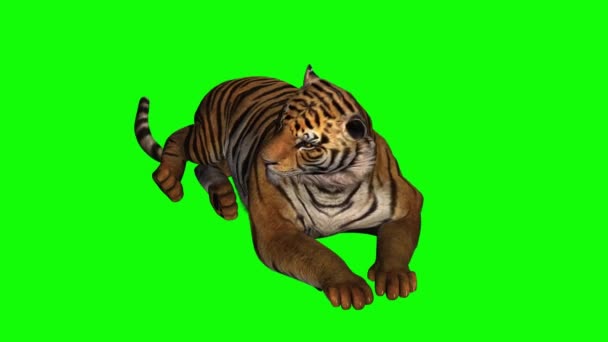 老虎坐在绿色屏风上 — 图库视频影像