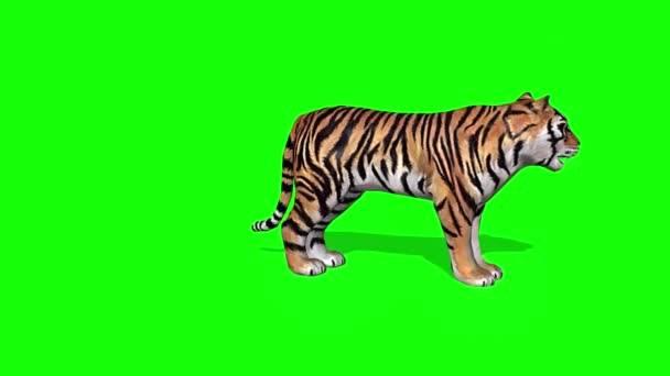 Tiger Cub Standing on Green Screen