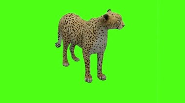 Çita Yeşil Ekranda Oturuyor